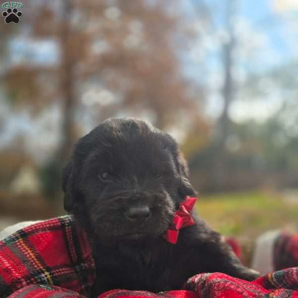 Lime Green, Newfoundland Puppy